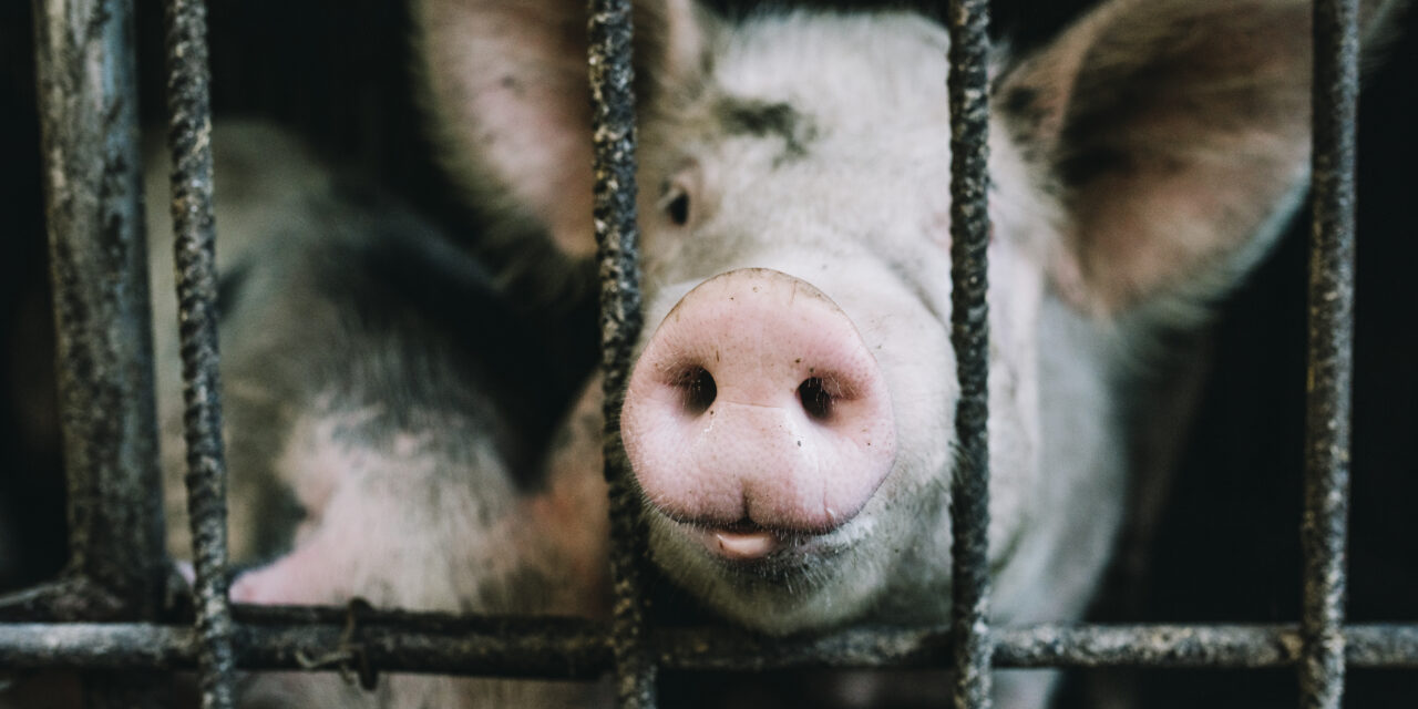 Agricultura  alerta de Peste Porcina granjas de cerdo en República Dominicana