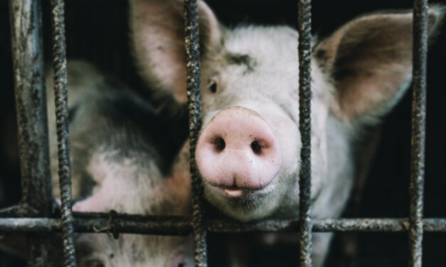 Agricultura  alerta de Peste Porcina granjas de cerdo en República Dominicana
