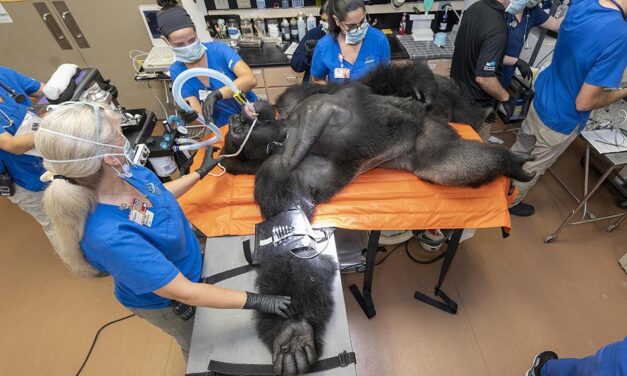 El examen médico al gorila «Barney» se convierte en sensación en internet