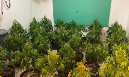 Autoridades ocupan invernadero y libras de marihuana a empleado de FEMA en Guaynabo