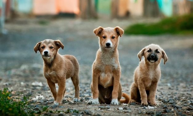 Investigan incidente en el que supuestamente mujer atropelló intencionalmente los perros de la vecina en Canóvanas