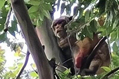 Mono de Santurce ahora vive en Jardín Botánico de Río Piedras
