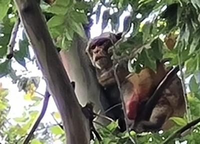 Mono de Santurce ahora vive en Jardín Botánico de Río Piedras