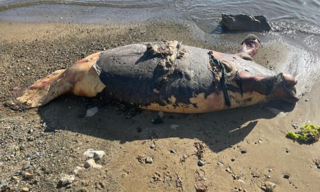 Encuentran manatí muerto en costa de Guayama Y la causa fue una embarcación