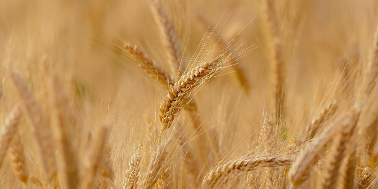 EEUU comprará 68 millones de trigo ucraniano para enviarlos a países pobres