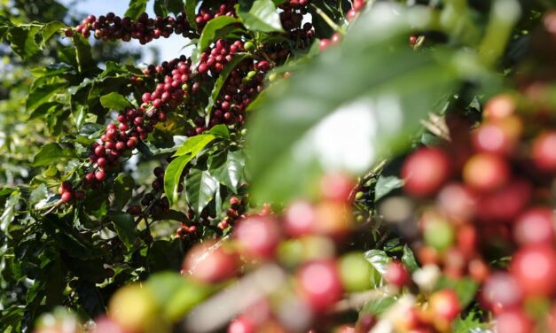 La producción de café en Puerto Rico supera niveles previos al huracán María