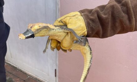 Capturan caimán en el patio de una residencia en Carolina