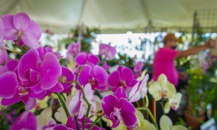 6to Festival de Orquídeas y actividad para el Regreso a Clases marcan este fin de semana en Cataño